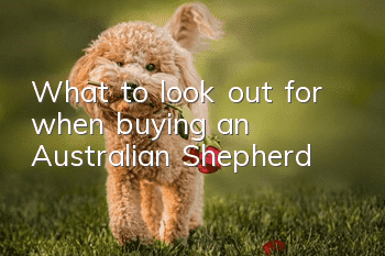 What to look out for when buying an Australian Shepherd