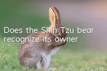 Does the Shih Tzu bear recognize its owner?