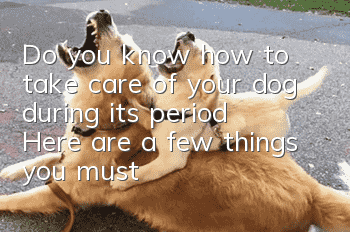 Do you know how to take care of your dog during its period? Here are a few things you must know!