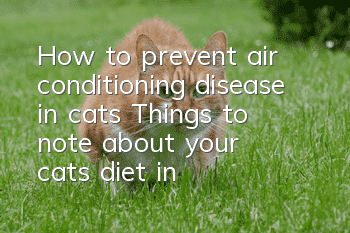 How to prevent air conditioning disease in cats? Things to note about your cat’s diet in summer!
