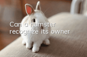 Can a hamster recognize its owner?