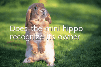 Does the mini hippo recognize its owner?