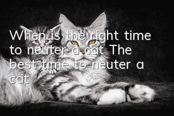 When is the right time to neuter a cat? The best time to neuter a cat!