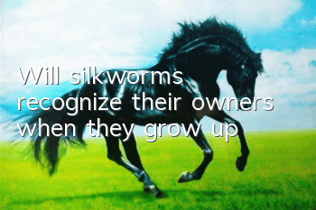Will silkworms recognize their owners when they grow up?
