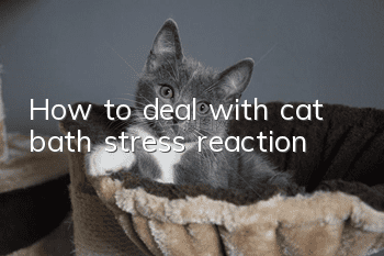 How to deal with cat bath stress reaction?