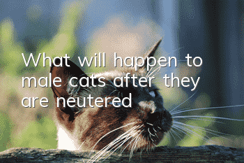 What will happen to male cats after they are neutered?