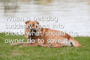 When a pet dog suddenly goes into shock, what should the owner do to save it?