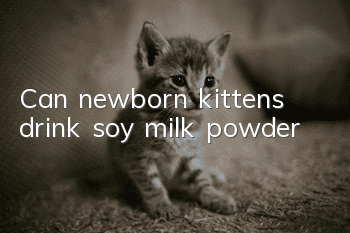 Can newborn kittens drink soy milk powder?