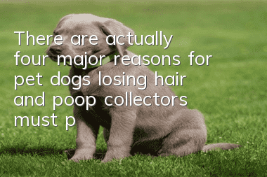 There are actually four major reasons for pet dogs losing hair, and poop collectors must pay attention!
