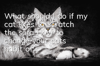 What should I do if my cat likes to scratch the sofa? How to change your cat’s habit of scratching the sofa?