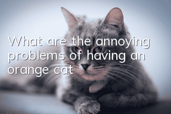 What are the annoying problems of having an orange cat?
