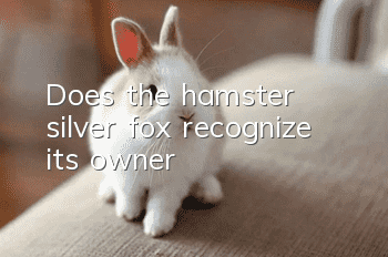 Does the hamster silver fox recognize its owner?