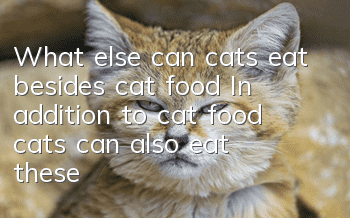 What else can cats eat besides cat food? In addition to cat food, cats can also eat these!