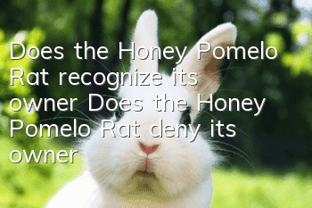 Does the Honey Pomelo Rat recognize its owner? Does the Honey Pomelo Rat deny its owner?
