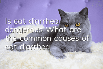 Is cat diarrhea dangerous? What are the common causes of cat diarrhea?