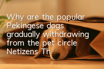Why are the popular Pekingese dogs gradually withdrawing from the pet circle? Netizens: There are too many problems!