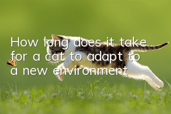 How long does it take for a cat to adapt to a new environment?