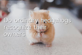 Do ordinary hedgehogs recognize their owners?