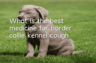 What is the best medicine for border collie kennel cough?