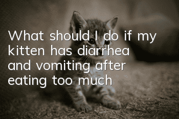 What should I do if my kitten has diarrhea and vomiting after eating too much?