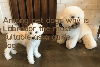 Among pet dogs, why is Labrador the most suitable as a guide dog?