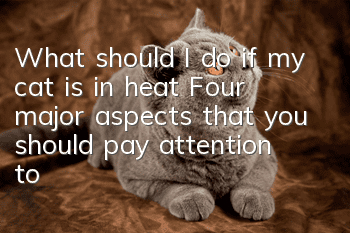 What should I do if my cat is in heat? Four major aspects that you should pay attention to when your cat is in heat!