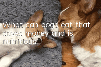 What can dogs eat that saves money and is nutritious?