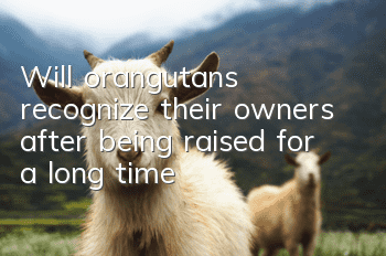 Will orangutans recognize their owners after being raised for a long time?