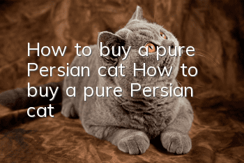How to buy a pure Persian cat? How to buy a pure Persian cat!