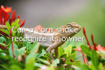 Can a corn snake recognize its owner?