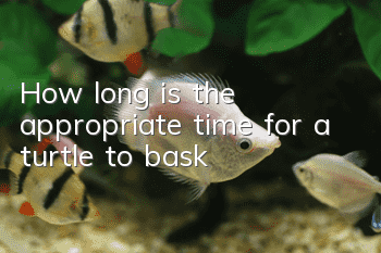 How long is the appropriate time for a turtle to bask?