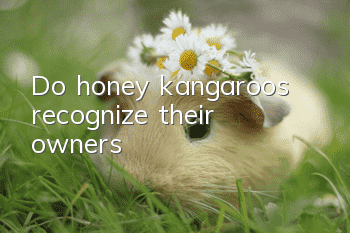 Do honey kangaroos recognize their owners?