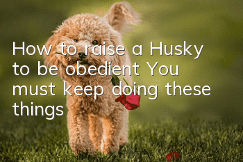 How to raise a Husky to be obedient? You must keep doing these things!