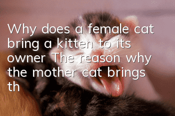 Why does a female cat bring a kitten to its owner? The reason why the mother cat brings the kitten to you!