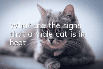 What are the signs that a male cat is in heat?