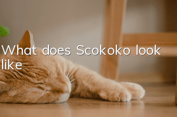 What does Scokoko look like?