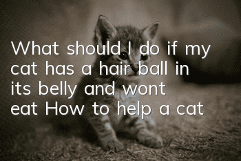 What should I do if my cat has a hair ball in its belly and won’t eat? How to help a cat vomit hairballs?
