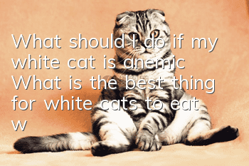 What should I do if my white cat is anemic? What is the best thing for white cats to eat when they are anemic?