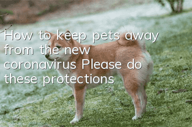 How to keep pets away from the new coronavirus? Please do these protections!