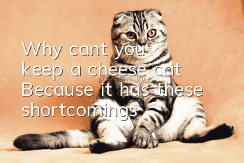 Why can't you keep a cheese cat? Because it has these shortcomings!