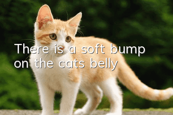 There is a soft bump on the cat’s belly