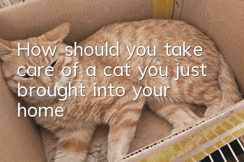 How should you take care of a cat you just brought into your home?