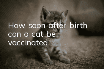 How soon after birth can a cat be vaccinated?