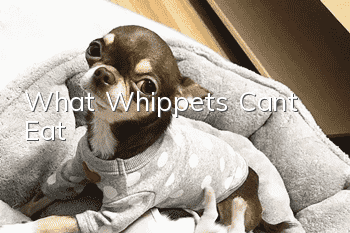 What Whippets Can’t Eat