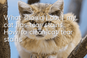 What should I do if my cat has tear stains? How to clean cat tear stains?