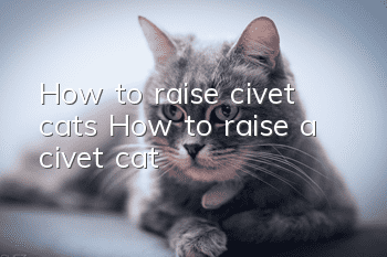 How to raise civet cats? How to raise a civet cat!