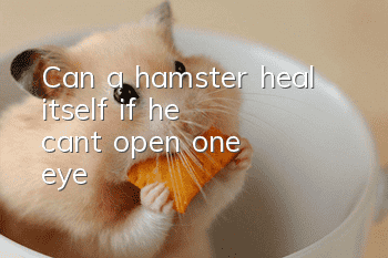 Can a hamster heal itself if he can't open one eye?