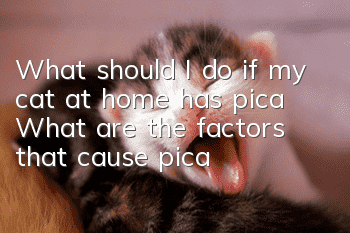 What should I do if my cat at home has pica? What are the factors that cause pica?