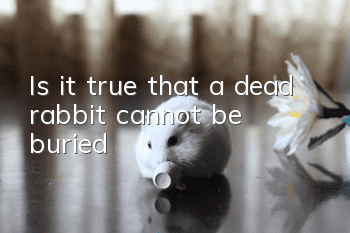 Is it true that a dead rabbit cannot be buried?
