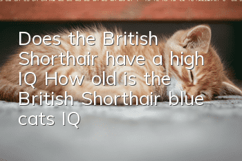 Does the British Shorthair have a high IQ? How old is the British Shorthair blue cat's IQ equivalent to a human being?